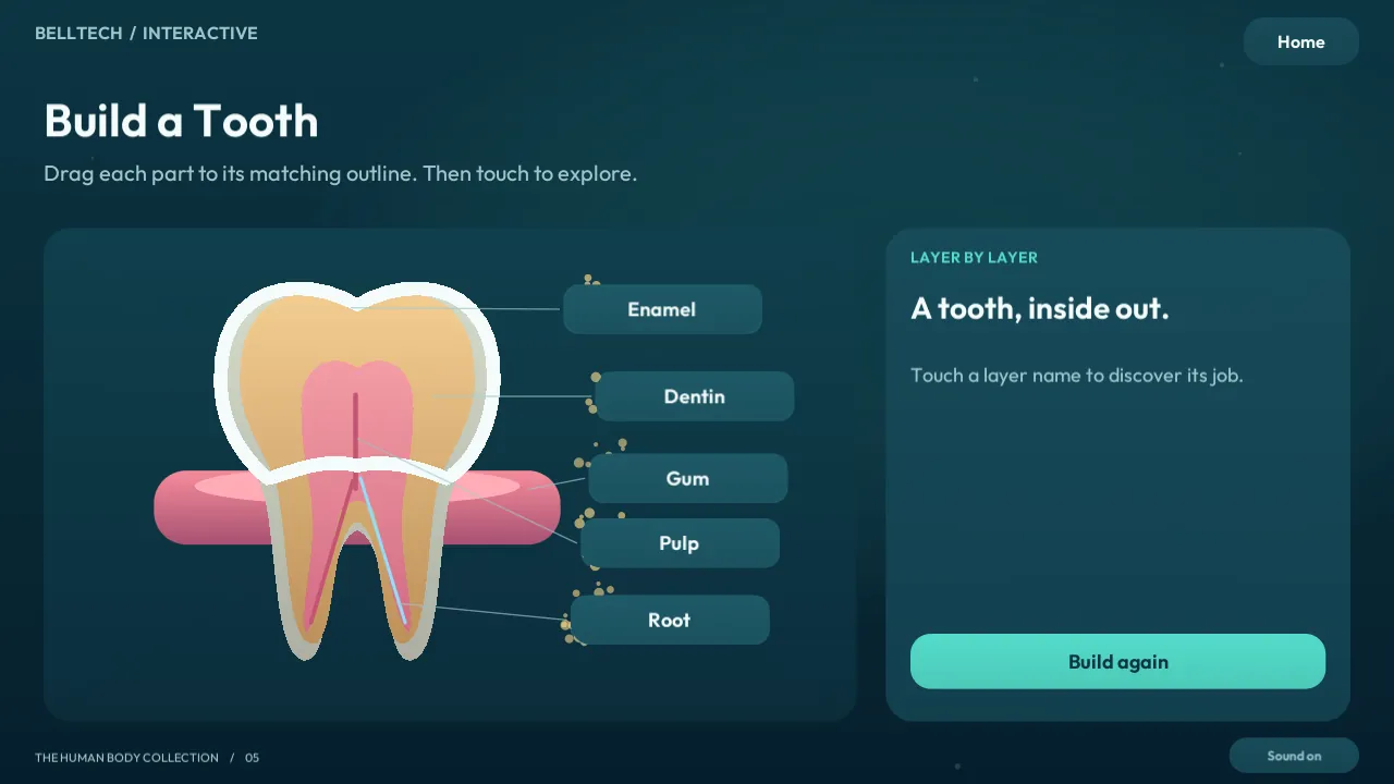 Build a Tooth: the enamel, dentin, pulp, gum and root layers of a tooth