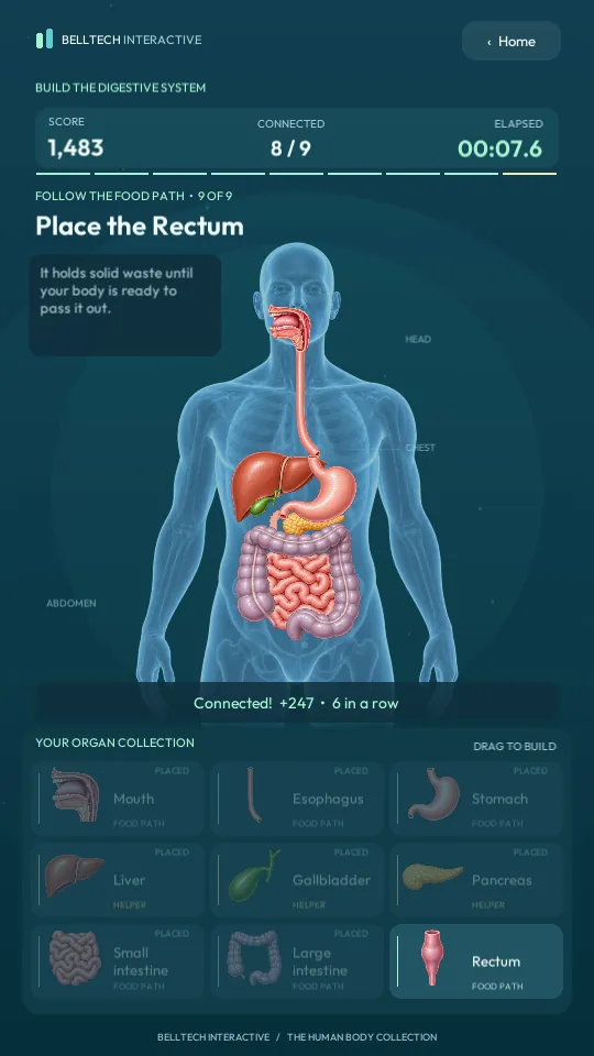 Build the Digestive System: organs dragged onto the body, eight of nine placed