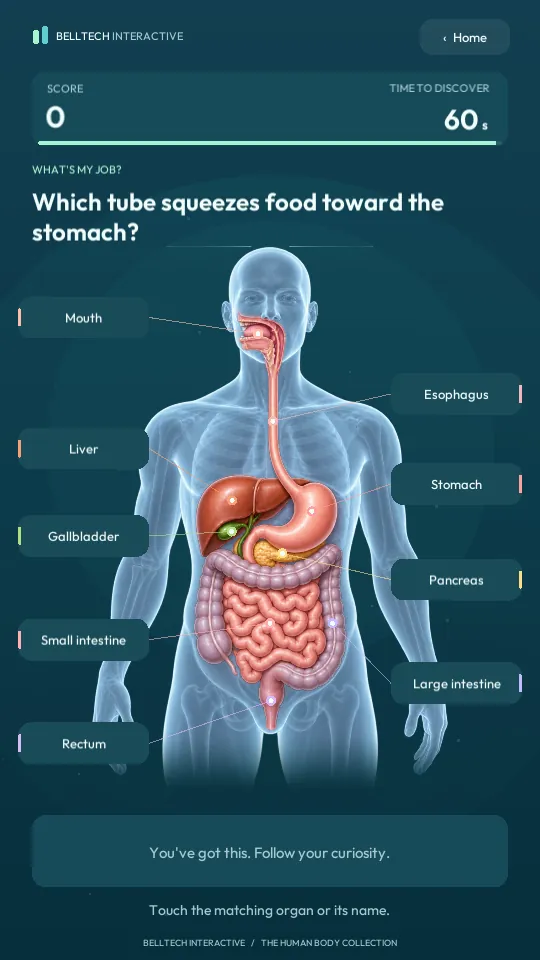 Digestive Challenge: a timed question asking which tube moves food toward the stomach