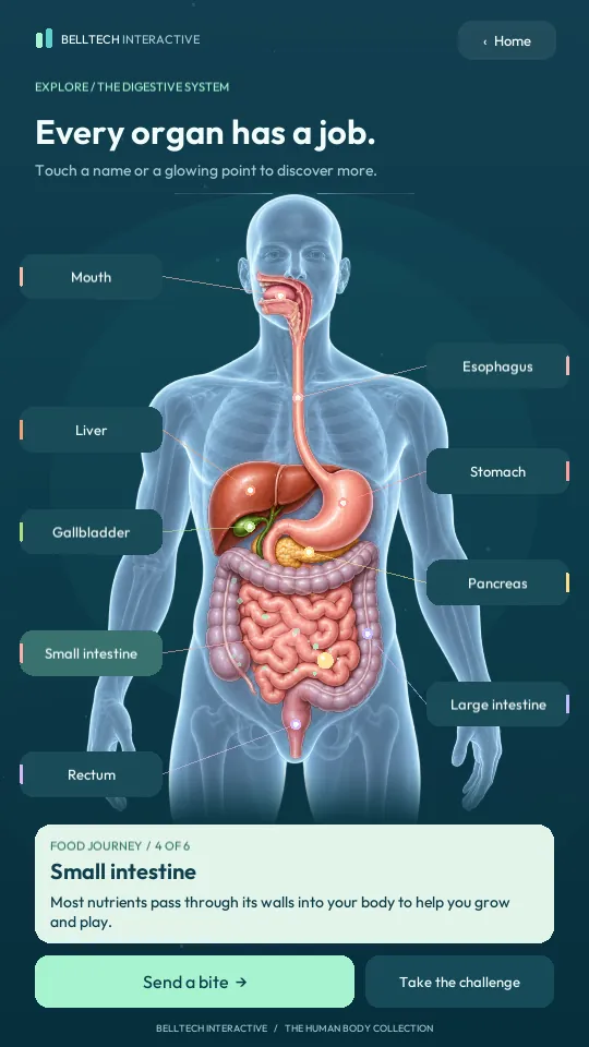 Food journey: the small intestine highlighted as a bite travels through the tract